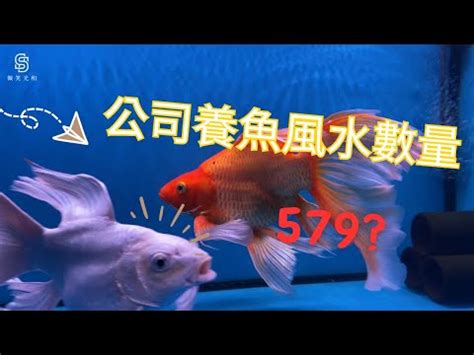 養魚隻數|2024年魚缸養魚數量吉凶解析